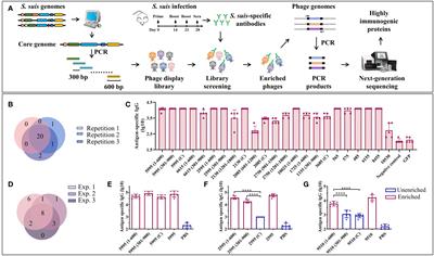 BacScan: a novel genome-wide strategy for uncovering broadly immunogenic proteins in bacteria